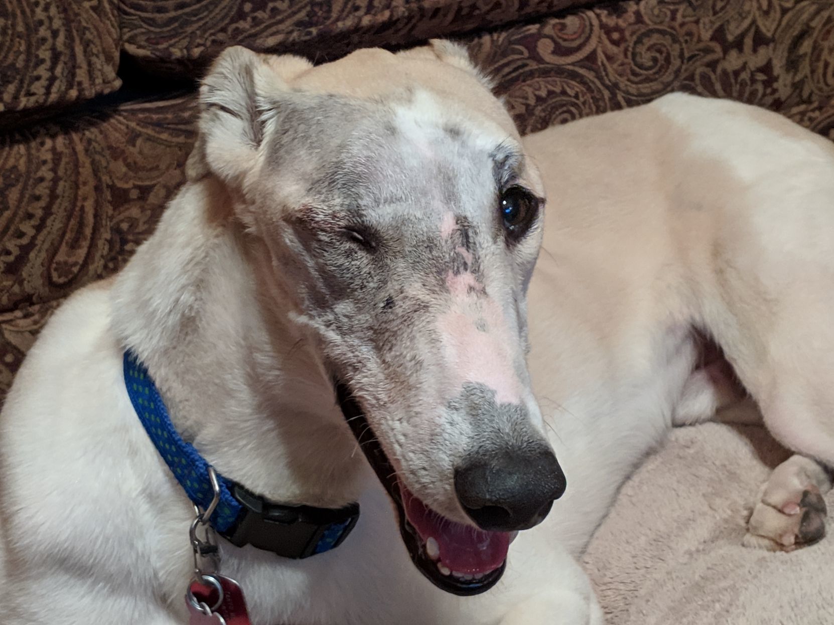 Adopt a friend: Linkin